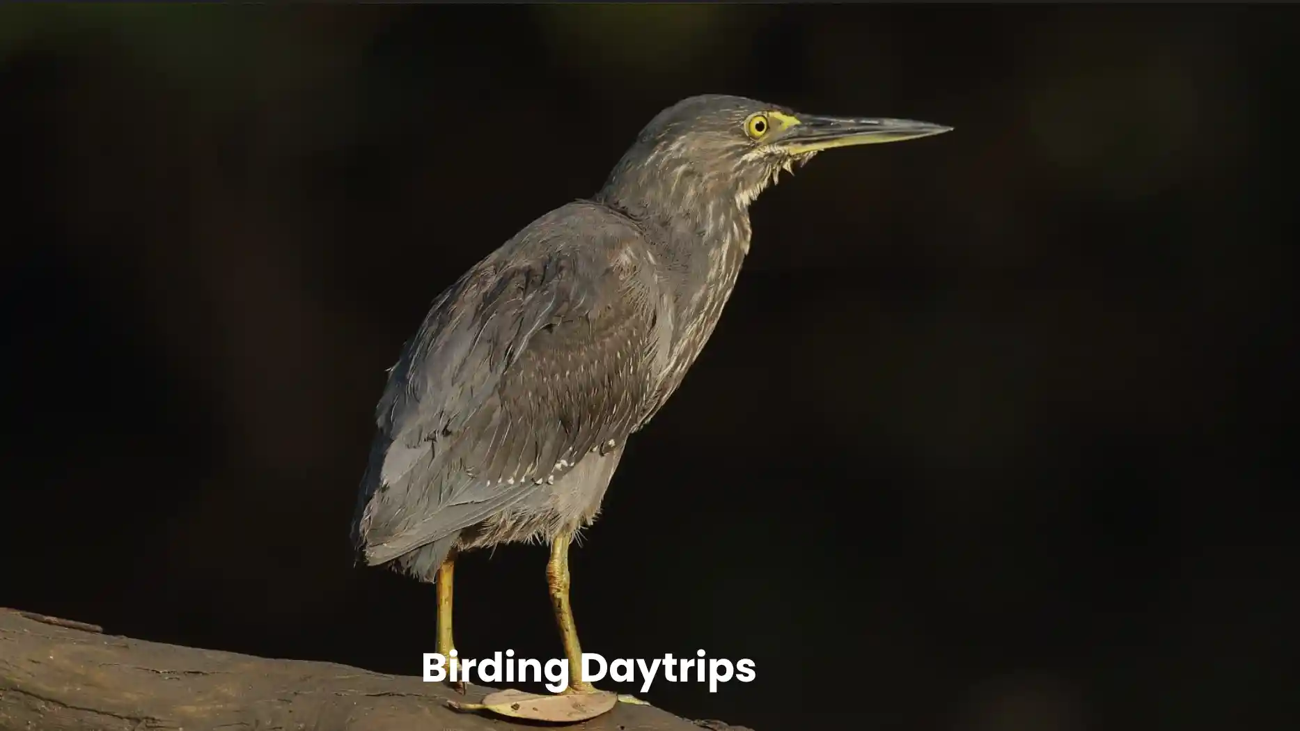 Birding At Curtorim Wetlands