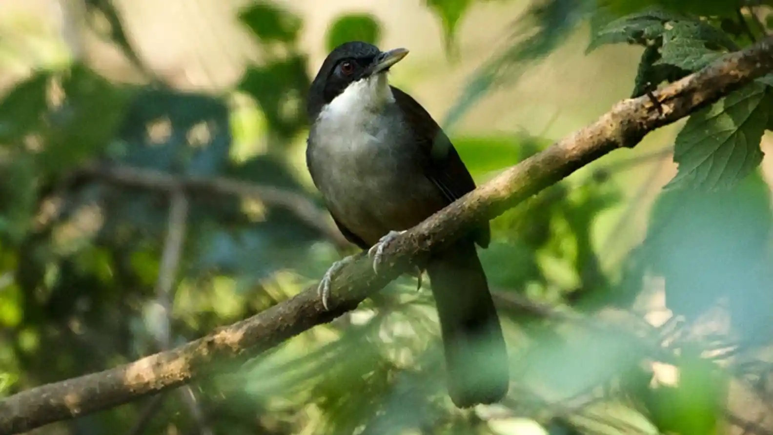 Birding at Netravali Wildlife Sanctuary