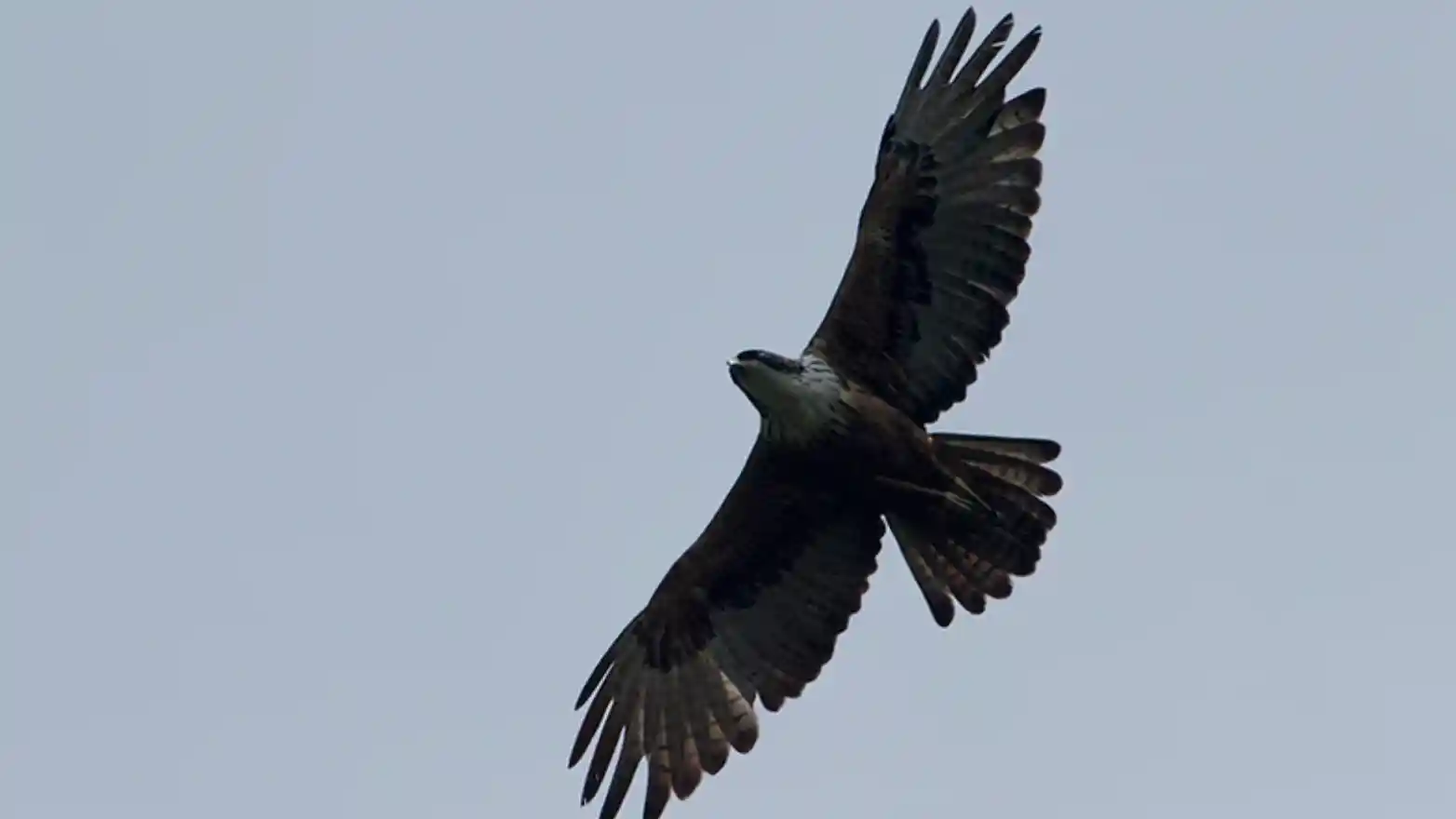 Birding at Netravali Wildlife Sanctuary