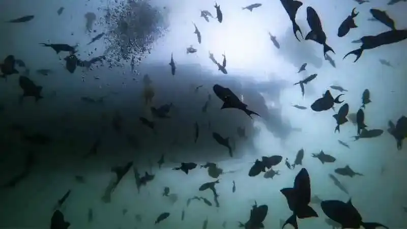 Scuba Diving At Netrani Island, Malwan by Atlantis Water Sports