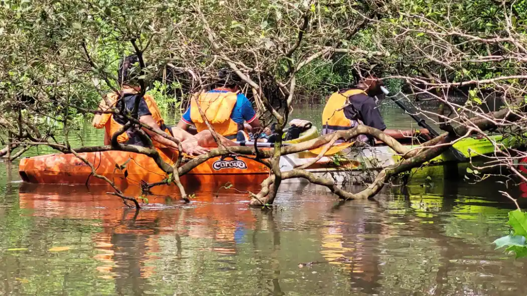 Kayaking Tour | Bird Sanctuary Mangrove Kayaking