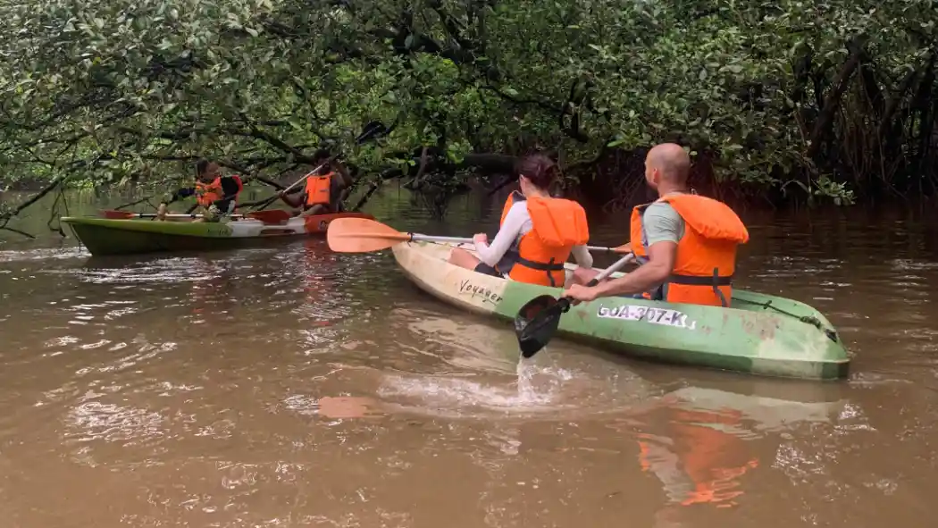 Kayaking Tour | Bird Sanctuary Mangrove Kayaking