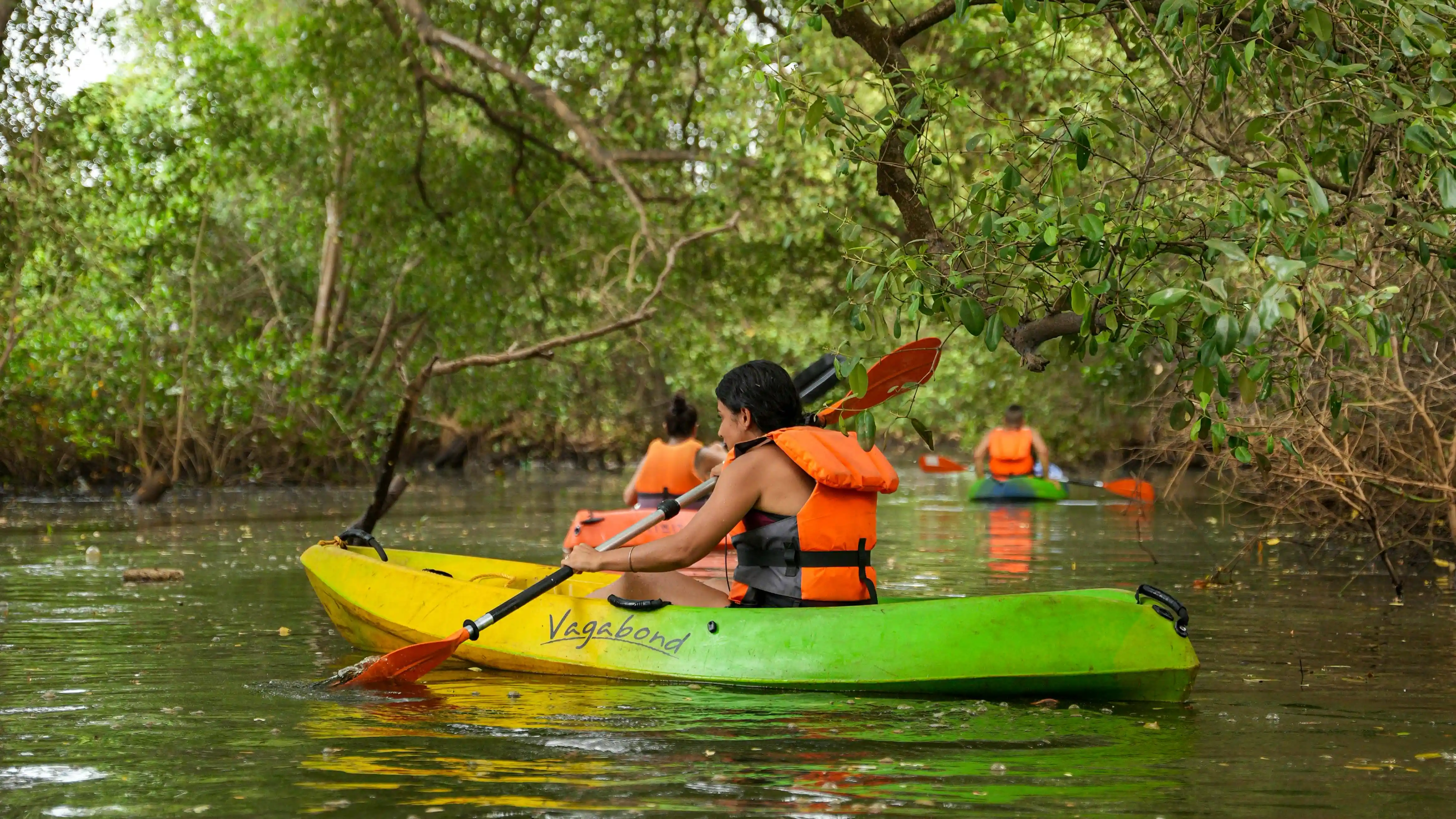 Mangrove Kayaking in Goa
