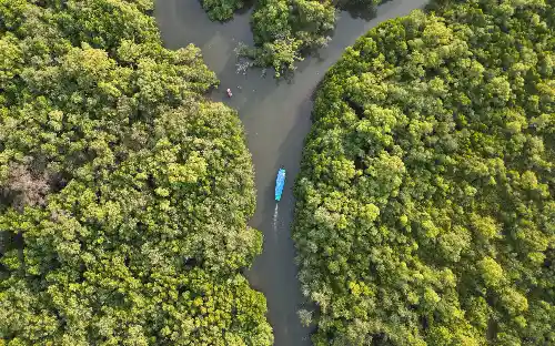 Mangrove Boat Ride in Goa