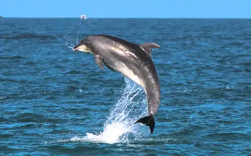 Dolphin Sighting Trip in Goa