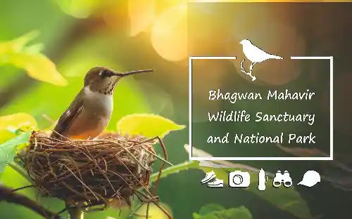 Birding at Bhagwan Mahavir Wildlife Sanctuary and National Park